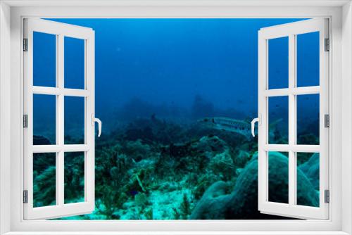 Fototapeta Naklejka Na Ścianę Okno 3D - the underwater world of the Caribbean