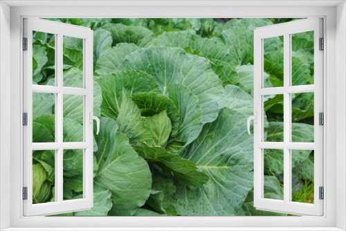 Fototapeta Naklejka Na Ścianę Okno 3D - Fresh cabbage growing in garden. Organic vegetable farm