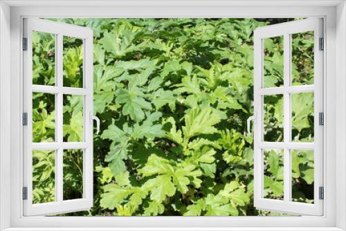 Fototapeta Naklejka Na Ścianę Okno 3D - Green foliage of a Sosnowsky's hogweed (Heracleum sosnowskyi). Invasive plant in Belarus