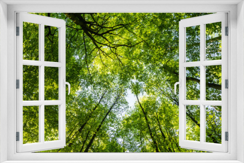 Fototapeta Naklejka Na Ścianę Okno 3D - tree tops in forest