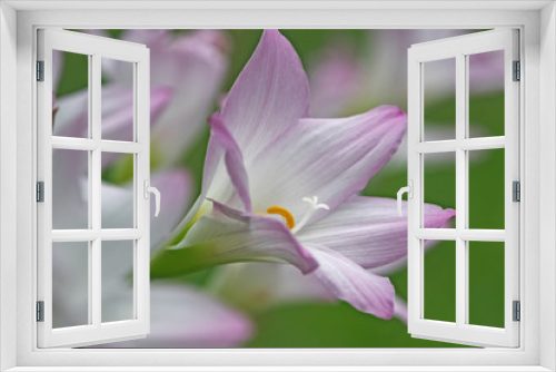 Fototapeta Naklejka Na Ścianę Okno 3D - pink flower - zephyranthes