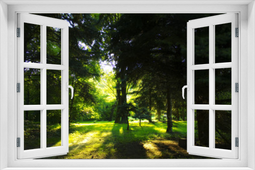 Fototapeta Naklejka Na Ścianę Okno 3D - Backlight trees in the park