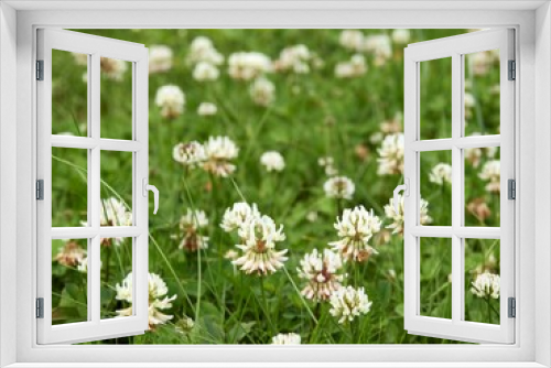 Fototapeta Naklejka Na Ścianę Okno 3D - white clovers on meadow