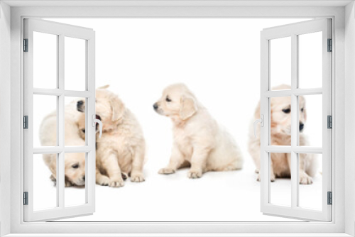 Fototapeta Naklejka Na Ścianę Okno 3D - Serial of golden retriever puppies isolated