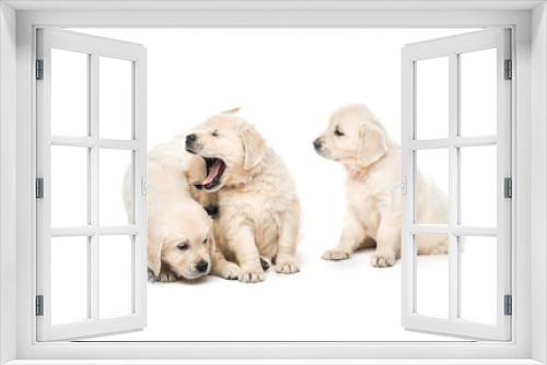 Fototapeta Naklejka Na Ścianę Okno 3D - Emotional behaviour of golden retriever puppies sitting isolated