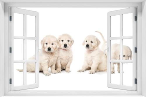 Fototapeta Naklejka Na Ścianę Okno 3D - Four golden retriever puppies sitting together isolated