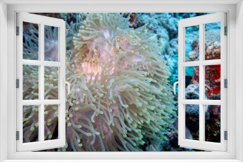 Fototapeta Naklejka Na Ścianę Okno 3D - Beautiful coral garden in the Maldives.