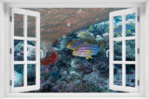 Fototapeta Naklejka Na Ścianę Okno 3D - Beautiful oriental sweetlip in the coral reef.