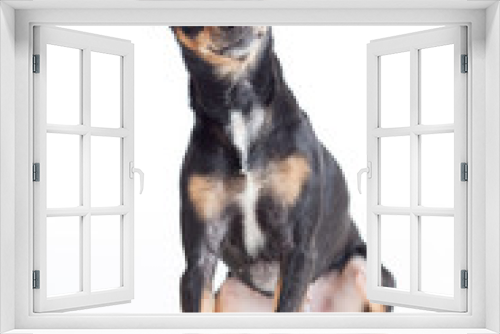 Fototapeta Naklejka Na Ścianę Okno 3D - Sitting black toy terrier dog front view