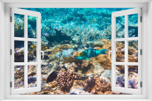 Fototapeta Naklejka Na Ścianę Okno 3D - Beautiful parrot fish in the coral reef.
