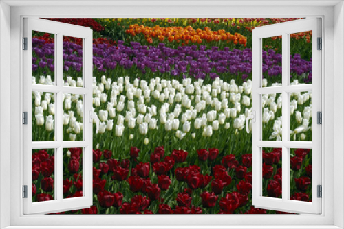 Fototapeta Naklejka Na Ścianę Okno 3D - tulip fields