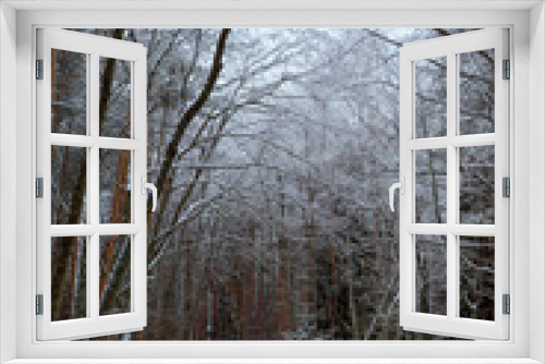Fototapeta Naklejka Na Ścianę Okno 3D - frozen forest