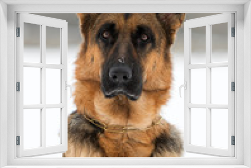 Fototapeta Naklejka Na Ścianę Okno 3D - portrait of a german shepherd dog