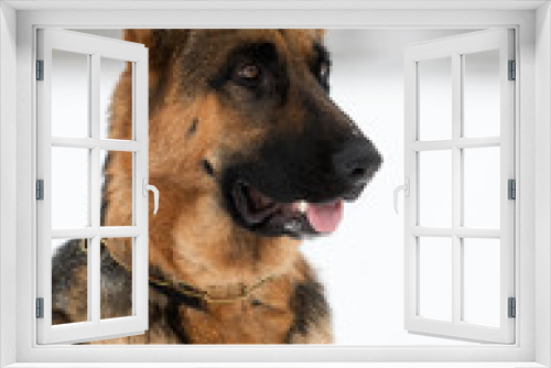 Fototapeta Naklejka Na Ścianę Okno 3D - portrait of a german shepherd dog