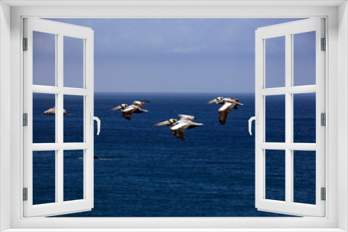 Fototapeta Naklejka Na Ścianę Okno 3D - pelicans in flight in the reserve of Paracas in Peru