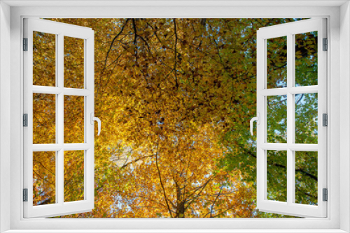 Fototapeta Naklejka Na Ścianę Okno 3D - enchanted forest