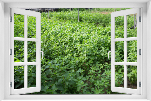 Fototapeta Naklejka Na Ścianę Okno 3D - White jute plantation in greenhouse