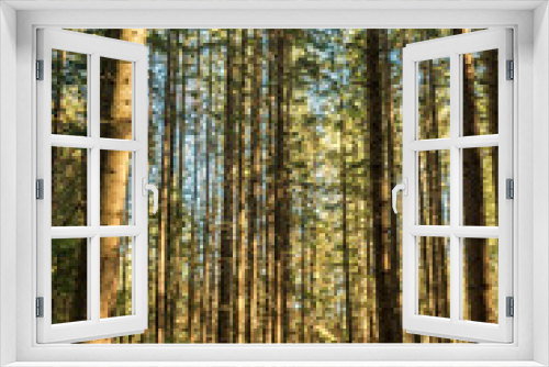 Fototapeta Naklejka Na Ścianę Okno 3D - coniferous forest of trees with a full frame trail