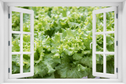 Fototapeta Naklejka Na Ścianę Okno 3D - Image of lush green cabbage vegetation inside a Greenhouse farm. The cabbage plants look very fresh and is definitely well cared of.