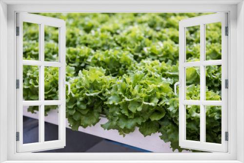 Fototapeta Naklejka Na Ścianę Okno 3D - View of the hydroponics style of cultivation is seen at a farm. It is a subset of hydroculture where plants are grown using mineral solvent instead of soil. Cabbage and lettuce plants are seen being