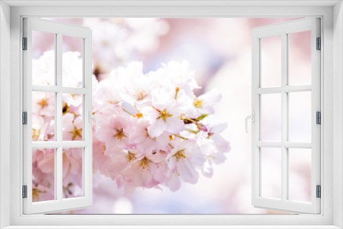 Fototapeta Naklejka Na Ścianę Okno 3D - Looking up, low angle closeup view of one vibrant pink cherry, sakura blossom tree branch, flower petals in spring, springtime Washington DC, sunny, sun, sunshine, sunlight, light, backlight