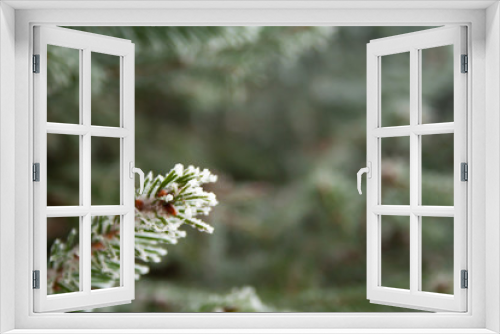 Fototapeta Naklejka Na Ścianę Okno 3D - Frost spruce
