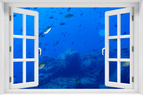 Fototapeta Naklejka Na Ścianę Okno 3D - peces en el fondo marino