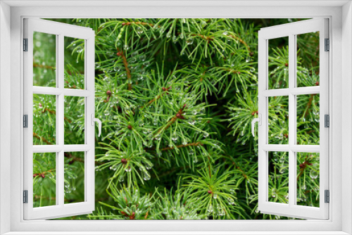 Fototapeta Naklejka Na Ścianę Okno 3D - Beautiful green spruce branch with raindrops background