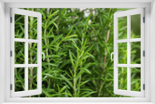 Fototapeta Naklejka Na Ścianę Okno 3D - background of green rosemary bush
