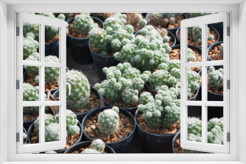 Fototapeta Naklejka Na Ścianę Okno 3D - Small green cactus selective focus in flowerpot houseplant at the farm