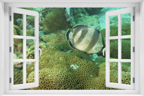 Fototapeta Naklejka Na Ścianę Okno 3D - vida acuática