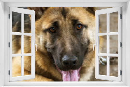 Fototapeta Naklejka Na Ścianę Okno 3D - German Shepherd, young East European Shepherd, German Shepherd on the grass, a dog in the park attentively looks into  camera. Portrait of young dog with an attentive gaze watching camera