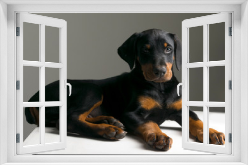 Fototapeta Naklejka Na Ścianę Okno 3D - doberman pinscher puppy