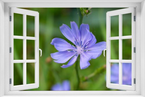 Fototapeta Naklejka Na Ścianę Okno 3D - flower in garden