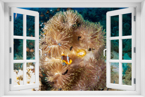 Fototapeta Naklejka Na Ścianę Okno 3D - seabed with underwater life