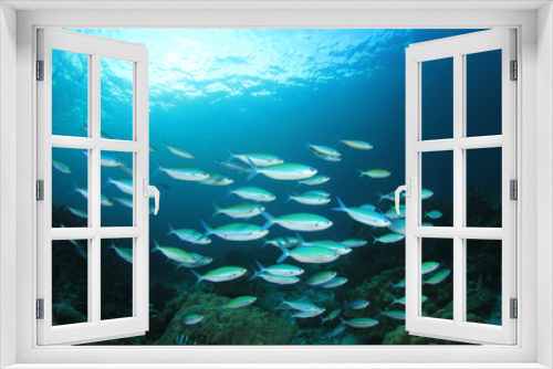 Fototapeta Naklejka Na Ścianę Okno 3D - Fish underwater. School of sardines in ocean 