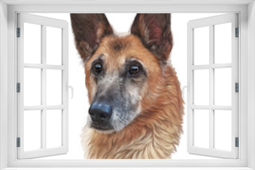 Fototapeta Naklejka Na Ścianę Okno 3D - Realistic Portrait of old German Shepherd isolated on white background. Cute head of a bicolor domestic dog for print on pillow, T-shirt, card. Animal collection Dogs. Hand Painted Illustration of Pet