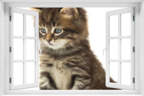 Fototapeta Naklejka Na Ścianę Okno 3D - kitten
