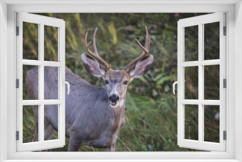 Fototapeta Naklejka Na Ścianę Okno 3D - deer in the forest