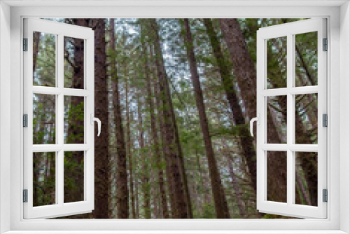 Fototapeta Naklejka Na Ścianę Okno 3D - Rain forest trees along Oregon Coast Trail