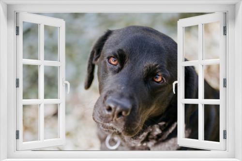 Fototapeta Naklejka Na Ścianę Okno 3D - Cute labrador portrait