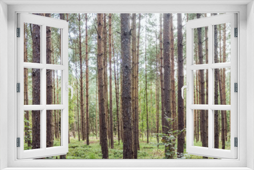Fototapeta Naklejka Na Ścianę Okno 3D - Panorama of a forest