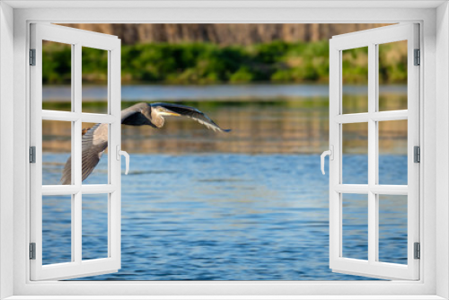 Fototapeta Naklejka Na Ścianę Okno 3D - Great blue heron