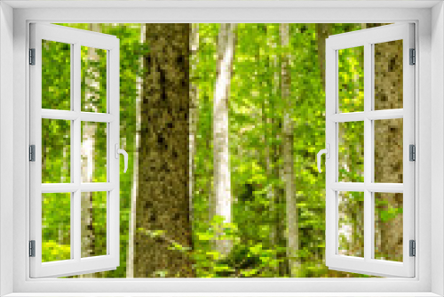 Fototapeta Naklejka Na Ścianę Okno 3D - my forest imagination, view of a woods during summer