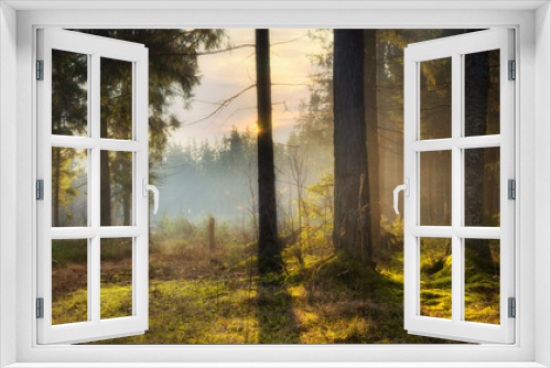 Fototapeta Naklejka Na Ścianę Okno 3D - Sunbeams in Natural Spruce Forest. Sunlight shining through a forest on a foggy morning.