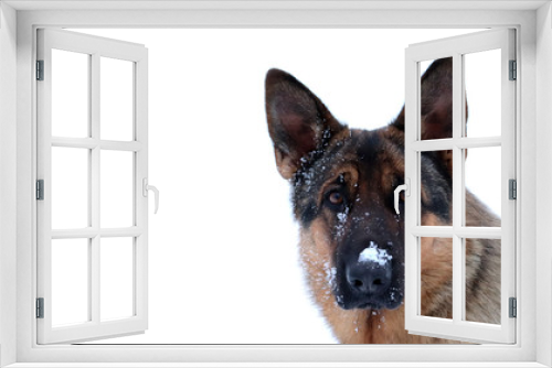 Fototapeta Naklejka Na Ścianę Okno 3D - Dog with snow on nose