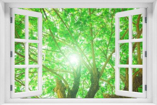 Fototapeta Naklejka Na Ścianę Okno 3D - Forest trees, Nature green wood sunlight backgrounds.