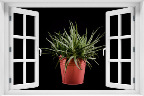 Fototapeta Naklejka Na Ścianę Okno 3D - Aloe vera plant in pink pot in front of black background in studio. Beautiful plant isolated.