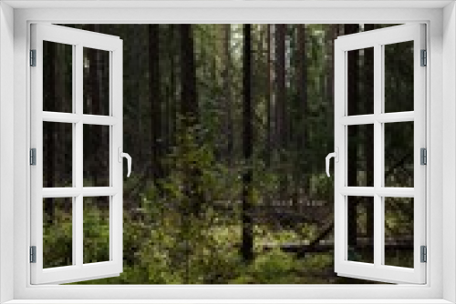 Fototapeta Naklejka Na Ścianę Okno 3D - Karelian forest