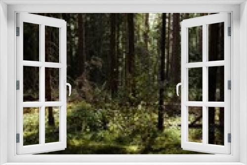 Fototapeta Naklejka Na Ścianę Okno 3D - Karelian forest 1